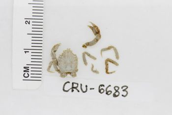 Media type: image;   Invertebrate Zoology CRU-6683 Description: Preserved specimen.;